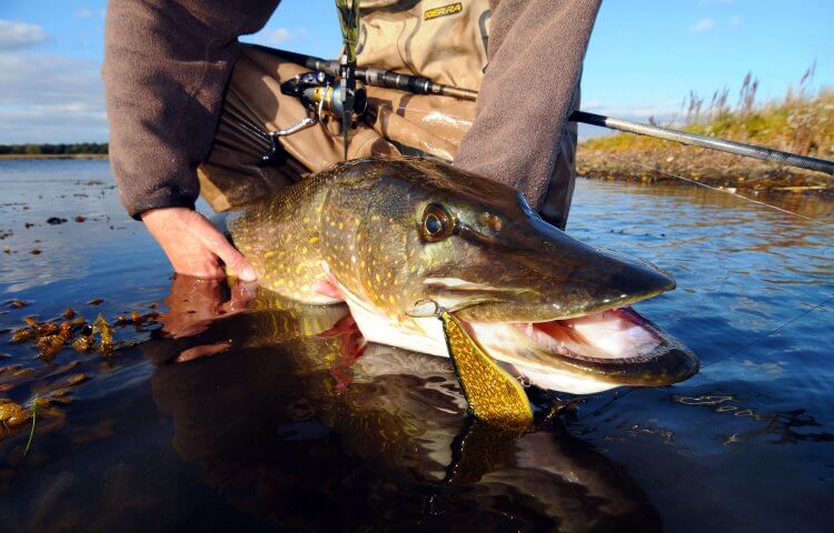 Fisker står i vand med fiskestang og holder stor fisk