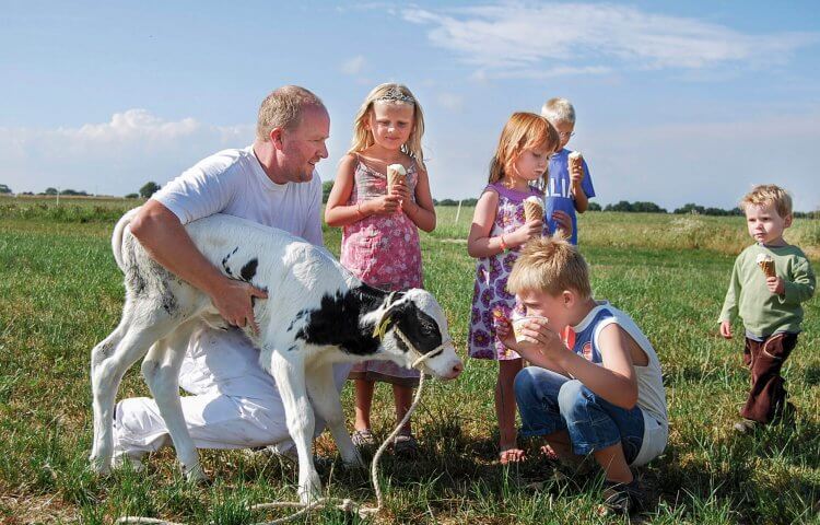 familiefar med børn spiser is og kæler for kalv