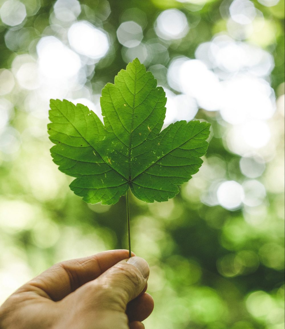 Grønt blad holdt i hånd